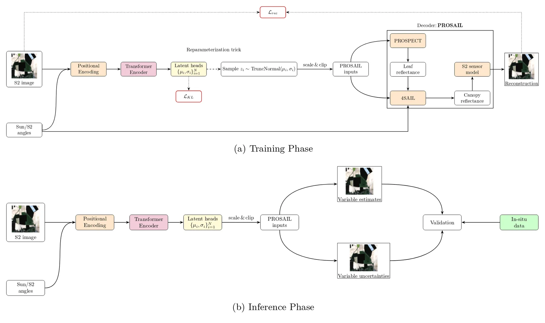 Two-panel diagram. Training phase: a Sentinel-2 image and sun/sensor angles pass through positional encoding and a Transformer encoder to latent heads that output means and standard deviations; samples are drawn from truncated normals, scaled and clipped into PROSAIL inputs, decoded through PROSPECT and 4SAIL and a Sentinel-2 sensor model to a reconstruction, with reconstruction and KL losses. Inference phase: the same encoder produces variable estimates and uncertainties that are validated against in-situ data.